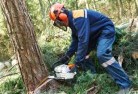 Bomaderrytree-felling-services-21.jpg; ?>