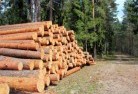 Bomaderrytree-felling-services-31.jpg; ?>