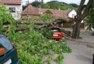Bomaderrytree-felling-services-41.jpg; ?>